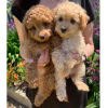 Photo №2 to announcement № 68634 for the sale of poodle (toy) - buy in Germany 