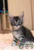 Photo №4. I will sell maine coon in the city of St. Petersburg. private announcement, from nursery, breeder - price - 543$