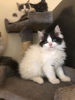 Photo №2 to announcement № 13795 for the sale of ragamuffin cat - buy in Singapore private announcement