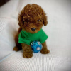 Photo №3. Gorgeous Cavapoo puppies for new homes.. Sweden