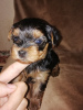 Photo №4. I will sell yorkshire terrier in the city of Зарасай. private announcement, from nursery, breeder - price - 475$