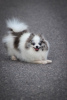 Photo №1. pomeranian - for sale in the city of Vitebsk | 1268$ | Announcement № 104064