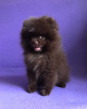 Additional photos: sold toy-spitz dark brown color.