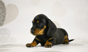 Photo №2 to announcement № 5640 for the sale of dachshund - buy in Russian Federation from nursery, breeder