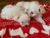 Photo №2 to announcement № 21500 for the sale of maltese dog - buy in Norway private announcement