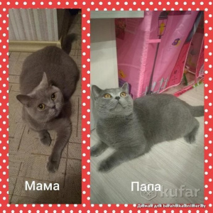 Photo №4. I will sell british longhair, british shorthair in the city of Molodechno. private announcement - price - 73$
