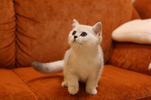 Photo №1. british shorthair - for sale in the city of Yaroslavl | Negotiated | Announcement № 5241