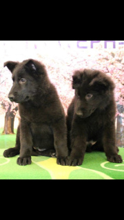 Photo №2 to announcement № 2001 for the sale of german shepherd - buy in Russian Federation from nursery, breeder