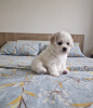 Photo №1. bichon frise - for sale in the city of Loznica | negotiated | Announcement № 94305