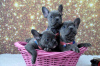 Photo №3. French Bulldog Puppies for adoption. Germany