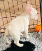 Additional photos: french bulldog puppies