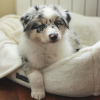 Photo №1. australian shepherd - for sale in the city of Reykjavík | negotiated | Announcement № 123118