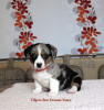 Photo №1. welsh corgi - for sale in the city of Belgorod | negotiated | Announcement № 11153