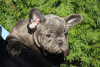 Additional photos: Exotic french bulldog puppies