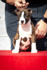 Additional photos: American Staffordshire Terrier puppies of international origin