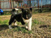 Additional photos: American Akita, puppies
