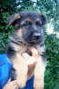 Photo №2 to announcement № 24300 for the sale of german shepherd - buy in Moldova private announcement
