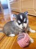 Photo №2 to announcement № 75802 for the sale of alaskan malamute - buy in Lithuania private announcement, breeder