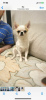 Photo №2 to announcement № 105060 for the sale of chihuahua - buy in Germany private announcement