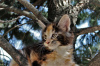 Photo №2 to announcement № 10411 for the sale of maine coon - buy in Russian Federation from nursery