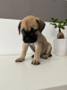 Photo №3. Bullmastiff puppies. Croatia