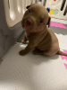 Additional photos: American Bully Pocket puppies