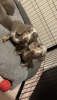 Photo №2 to announcement № 71837 for the sale of dachshund - buy in United States private announcement