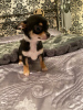 Photo №4. I will sell chihuahua in the city of Nottingham. private announcement - price - 364$