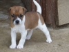 Photo №3. Jack Russell Terrier männlich und weiblich. Germany