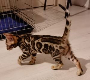 Photo №1. bengal cat - for sale in the city of Orenburg | negotiated | Announcement № 7111