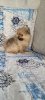 Photo №4. I will sell pomeranian in the city of Minsk. private announcement - price - 528$