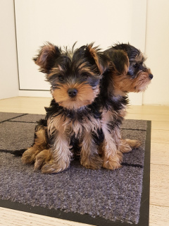 Photo №1. yorkshire terrier - for sale in the city of Minsk | 200$ | Announcement № 1284