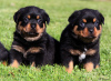 Photo №1. rottweiler - for sale in the city of Vienna | negotiated | Announcement № 124800