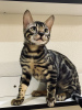 Photo №3. Bengal kitten for sale. Russian Federation