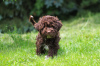 Additional photos: Lagotto Romagnolo puppies