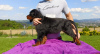 Photo №1. gordon setter - for sale in the city of Nowy Sącz | negotiated | Announcement № 63485