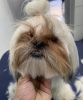Photo №4. I will sell shih tzu in the city of New York. private announcement, from nursery - price - 500$