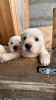 Additional photos: Alabai puppies (Central Asian Shepherd(