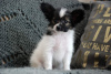 Photo №4. I will sell papillon dog in the city of Kiev. from nursery - price - 1374$
