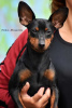 Photo №2 to announcement № 72133 for the sale of miniature pinscher - buy in Ukraine private announcement, from nursery, breeder