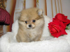 Additional photos: Pomeranian girl