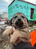 Additional photos: Baby puppies are urgently looking for a home!