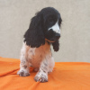 Additional photos: English Cocker Spaniel puppies