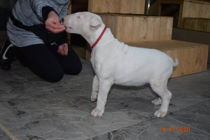Additional photos: Bull terrier chic puppies