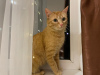 Photo №3. A wonderful young cat Fox is looking for a home and a loving family!. Belarus