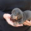 Photo №1. dachshund - for sale in the city of Hartford | 400$ | Announcement № 109899