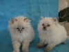 Photo №2 to announcement № 10022 for the sale of siberian cat - buy in Russian Federation private announcement