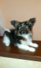 Photo №2 to announcement № 36798 for the sale of papillon dog - buy in Belarus private announcement, breeder