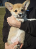 Photo №2 to announcement № 95181 for the sale of welsh corgi - buy in Belarus from nursery