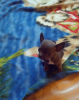 Photo №4. I will sell chihuahua in the city of Lviv. breeder - price - 487$